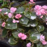 Diomond  Flower Nursery