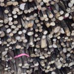 Wasantha Cinnamon Production