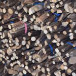 Wasantha Cinnamon Production