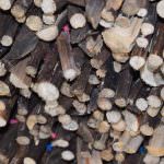 Wasantha Cinnamon Production