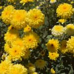 Lakshan Flora Lakshan Flora