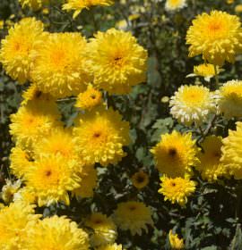 Lakshan Flora