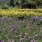 Asanka Flower Supplies