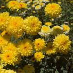 Lakshan Flora Lakshan Flora