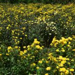 Lakshan Flora Lakshan Flora