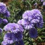 Asanka Flower Supplies