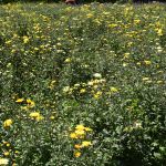 Asanka Flower Supplies