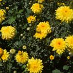 Asanka Flower Supplies