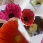 Priya Rose Flowers