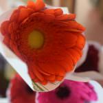 Priya Rose Flowers