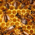 Dewumini Bee-Honey Products Dewumini Bee-Honey Products