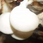 THAVINDU MUSHROOM PRODUCTIONS