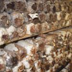 THAVINDU MUSHROOM PRODUCTIONS