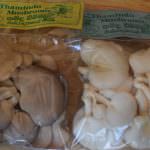 THAVINDU MUSHROOM PRODUCTIONS
