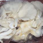 SALITHA MUSHROOM PRODUCTIONS