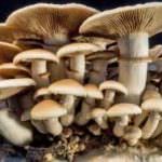 SALITHA MUSHROOM PRODUCTIONS