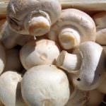 SALITHA MUSHROOM PRODUCTIONS