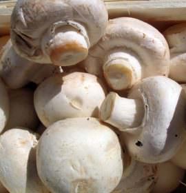 SALITHA MUSHROOM PRODUCTIONS
