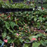 THARUSHI PLANT NURSERY