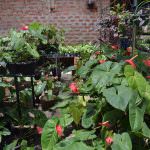 THARUSHI PLANT NURSERY