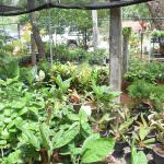 THARUSHI PLANT NURSERY