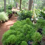THARUSHI PLANT NURSERY