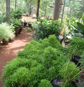 THARUSHI PLANT NURSERY