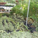 THARUSHI PLANT NURSERY