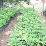 JAYA SRI PLANT NURSERY
