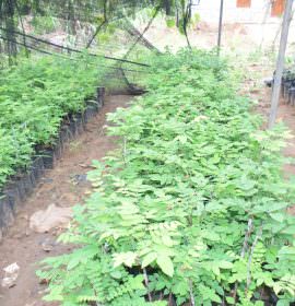 JAYA SRI PLANT NURSERY