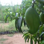 JAYA SRI PLANT NURSERY