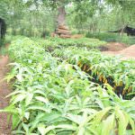 JAYA SRI PLANT NURSERY