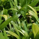 ISURU PLANT NURSERY