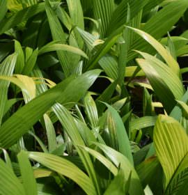 ISURU PLANT NURSERY