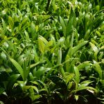 ISURU PLANT NURSERY