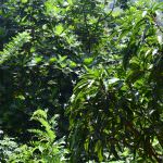 ISURU PLANT NURSERY