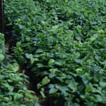 ISURU PLANT NURSERY