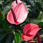 Kanthi Flower Garden Kanthi Flower Garden