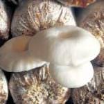 Menuli  mushroom