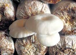 Menuli  mushroom