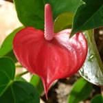 Kanthi Flower Garden Kanthi Flower Garden