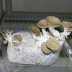 ISURU MUSHROOM PRODUCT