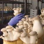 ISURU MUSHROOM PRODUCT
