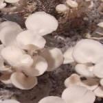 ISURU MUSHROOM PRODUCT