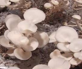 ISURU MUSHROOM PRODUCT