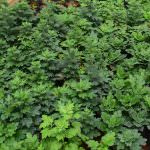 Anuruddha Flower Nursery