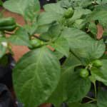 Anuruddha  Green House