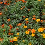 Anuruddha Flower Nursery