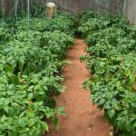 Anuruddha  Green House