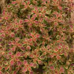 Anuruddha Flower Nursery